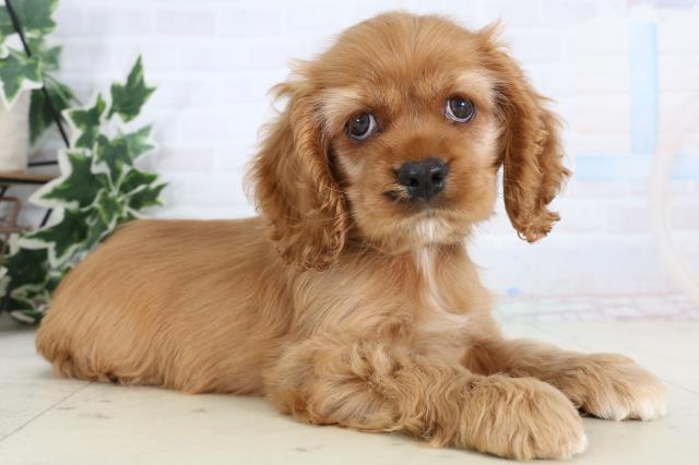 高知県のアメリカンコッカースパニエル (Coo&RIKU高知御座店/2026年1月10日生まれ/女の子/バフ)の子犬の2枚目の画像