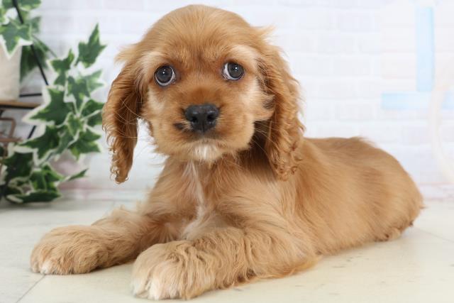 高知県のアメリカンコッカースパニエル (Coo&RIKU高知御座店/2026年1月10日生まれ/女の子/バフ)の子犬の3枚目の画像