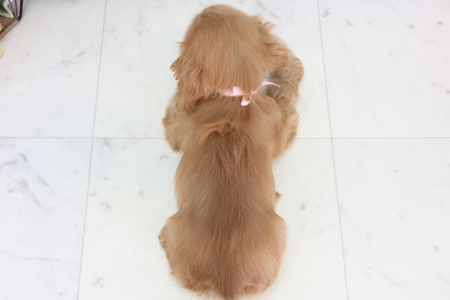 高知県のアメリカンコッカースパニエル (Coo&RIKU高知御座店/2026年1月10日生まれ/女の子/バフ)の子犬の4枚目の画像