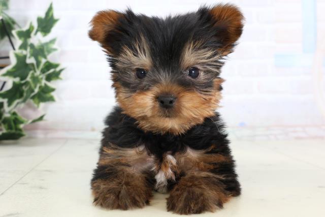 岡山県のヨークシャーテリア (Coo&RIKU岡山店/2026年1月10日生まれ/男の子/スチールブルータン)の子犬の1枚目の画像