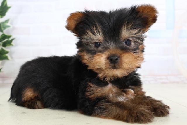 岡山県のヨークシャーテリア (Coo&RIKU岡山店/2026年1月10日生まれ/男の子/スチールブルータン)の子犬の2枚目の画像