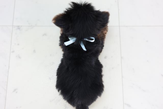 岡山県のヨークシャーテリア (Coo&RIKU岡山店/2026年1月10日生まれ/男の子/スチールブルータン)の子犬の4枚目の画像