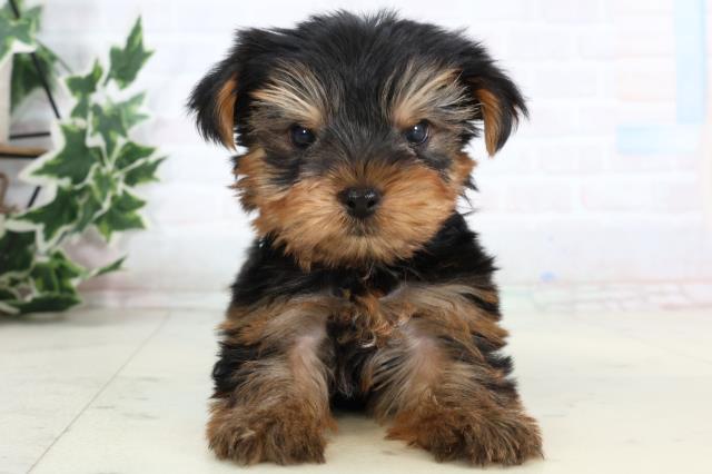 ヨークシャーテリア