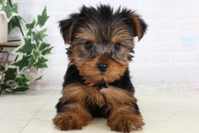 広島県のヨークシャーテリア (Coo&RIKUゆめタウン大竹店/2026年1月10日生まれ/女の子/スチールブルータン)の子犬