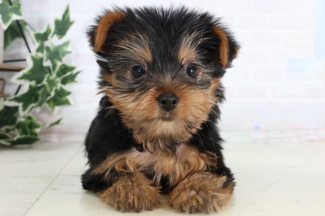 福岡県のヨークシャーテリア (Coo&RIKU福岡西店/2026年1月10日生まれ/女の子/スチールブルータン)の子犬の1枚目の画像