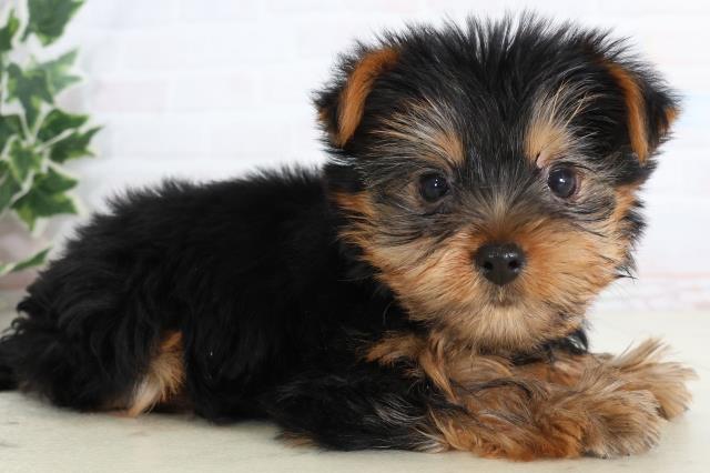 福岡県のヨークシャーテリア (Coo&RIKU福岡西店/2026年1月10日生まれ/女の子/スチールブルータン)の子犬の2枚目の画像