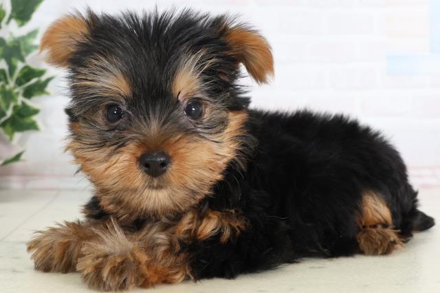 福岡県のヨークシャーテリア (Coo&RIKU福岡西店/2026年1月10日生まれ/女の子/スチールブルータン)の子犬の3枚目の画像