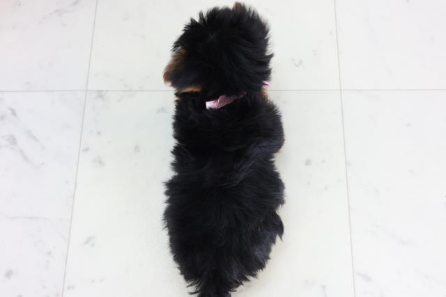 福岡県のヨークシャーテリア (Coo&RIKU福岡西店/2026年1月10日生まれ/女の子/スチールブルータン)の子犬の4枚目の画像