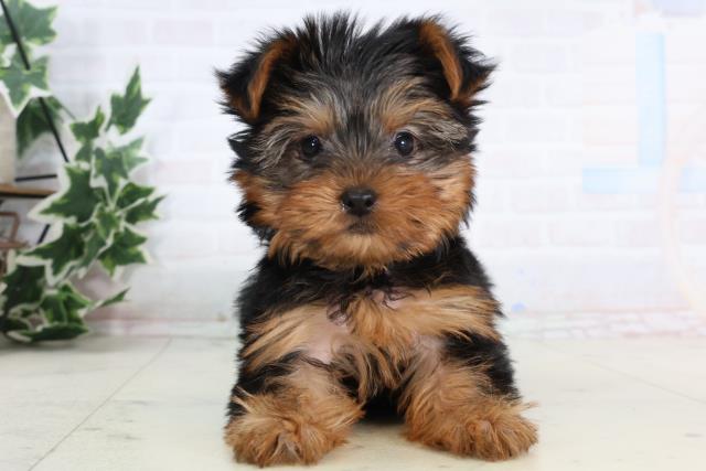 高知県のヨークシャーテリア (Coo&RIKU高知御座店/2026年1月10日生まれ/女の子/スチールブルータン)の子犬の1枚目の画像