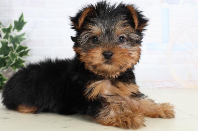 高知県のヨークシャーテリア (Coo&RIKU高知御座店/2026年1月10日生まれ/女の子/スチールブルータン)の子犬の2枚目の画像