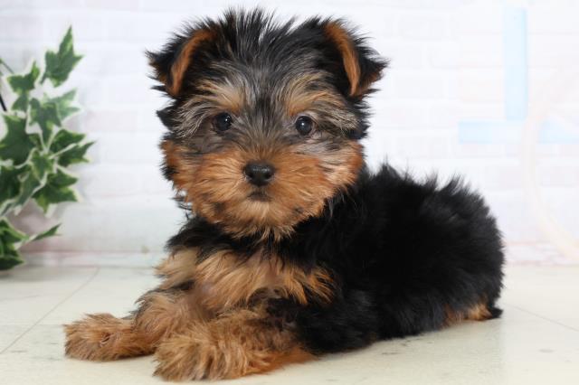 高知県のヨークシャーテリア (Coo&RIKU高知御座店/2026年1月10日生まれ/女の子/スチールブルータン)の子犬の3枚目の画像