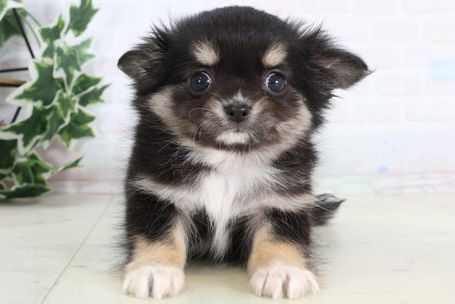 広島県のチワワ(ロング) (Coo&RIKU福山店/2026年1月10日生まれ/男の子/ブラックタンホワイト)の子犬