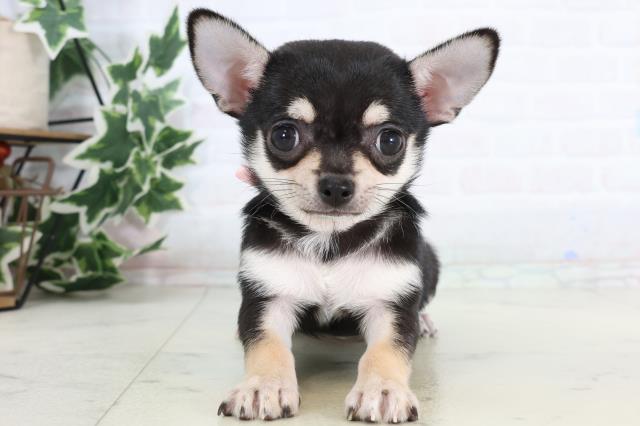 新潟県のチワワ(スムース) (Coo&RIKU新潟東店/2026年1月10日生まれ/女の子/ブラックタンホワイト)の子犬