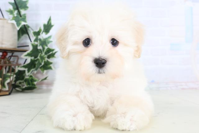福島県のマルプー(マルチーズ×プードル) (Coo&RIKU会津若松店/2026年1月6日生まれ/男の子/ホワイト)の子犬の1枚目の画像