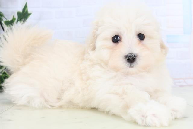 福島県のマルプー(マルチーズ×プードル) (Coo&RIKU会津若松店/2026年1月6日生まれ/男の子/ホワイト)の子犬の2枚目の画像