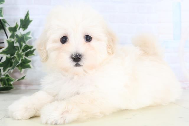 福島県のマルプー(マルチーズ×プードル) (Coo&RIKU会津若松店/2026年1月6日生まれ/男の子/ホワイト)の子犬の3枚目の画像