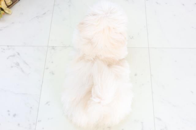 福島県のマルプー(マルチーズ×プードル) (Coo&RIKU会津若松店/2026年1月6日生まれ/男の子/ホワイト)の子犬の4枚目の画像