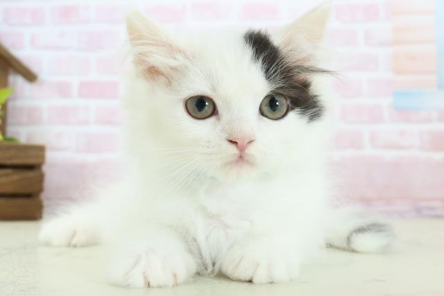 広島県のラガマフィン (Coo&RIKUゆめタウン大竹店/2025年12月13日生まれ/男の子/ブラックホワイトバン)の子猫の1枚目の画像