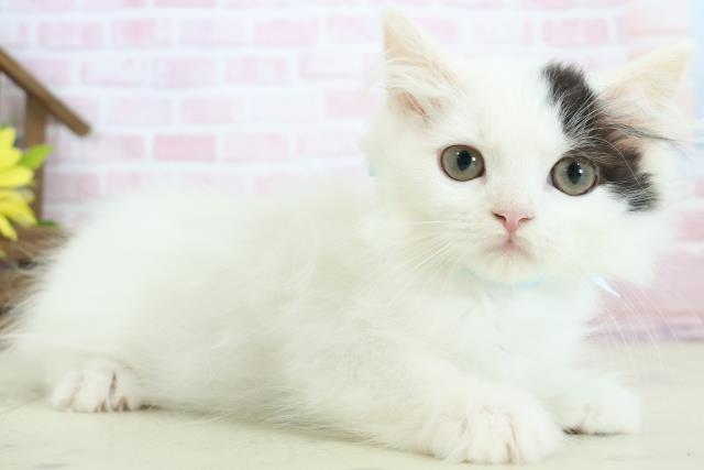 広島県のラガマフィン (Coo&RIKUゆめタウン大竹店/2025年12月13日生まれ/男の子/ブラックホワイトバン)の子猫の2枚目の画像