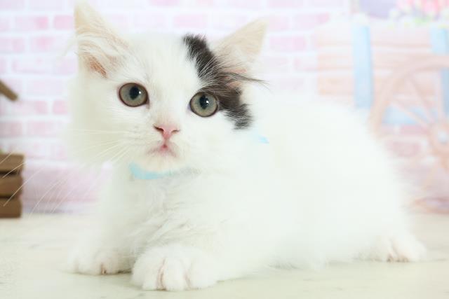 広島県のラガマフィン (Coo&RIKUゆめタウン大竹店/2025年12月13日生まれ/男の子/ブラックホワイトバン)の子猫の3枚目の画像