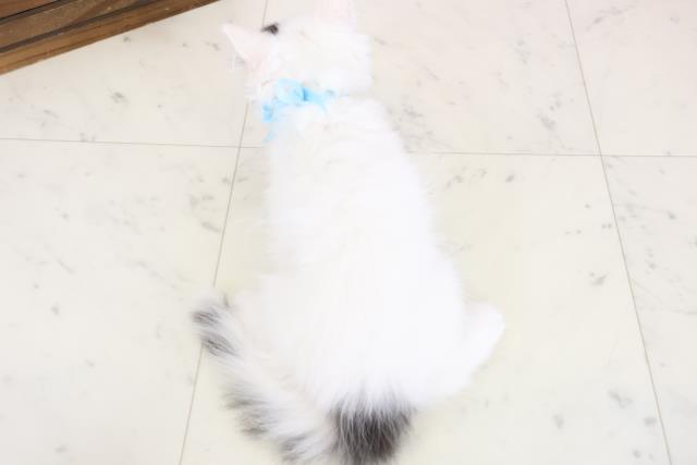 広島県のラガマフィン (Coo&RIKUゆめタウン大竹店/2025年12月13日生まれ/男の子/ブラックホワイトバン)の子猫の4枚目の画像