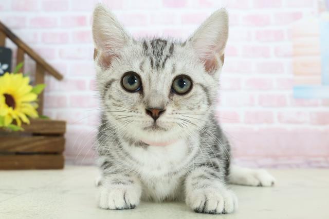 アメリカンショートヘアー