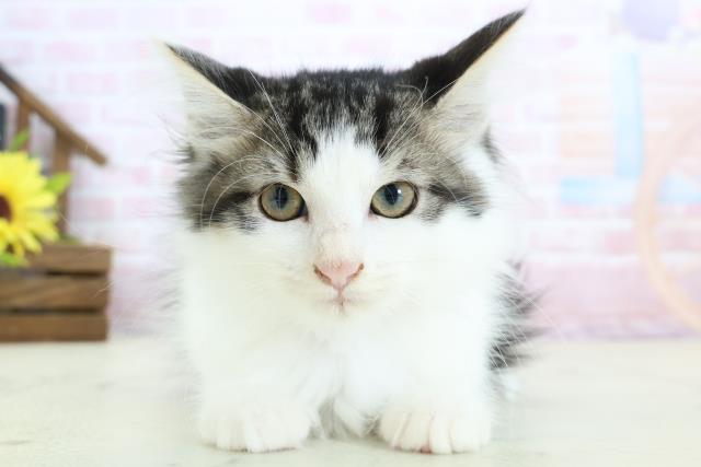福岡県のメインクーン (Coo&RIKUゆめタウン飯塚店/2025年12月13日生まれ/女の子/ブラウンタビーホワイト)の子猫の1枚目の画像