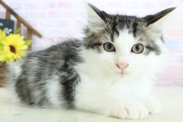 福岡県のメインクーン (Coo&RIKUゆめタウン飯塚店/2025年12月13日生まれ/女の子/ブラウンタビーホワイト)の子猫の2枚目の画像