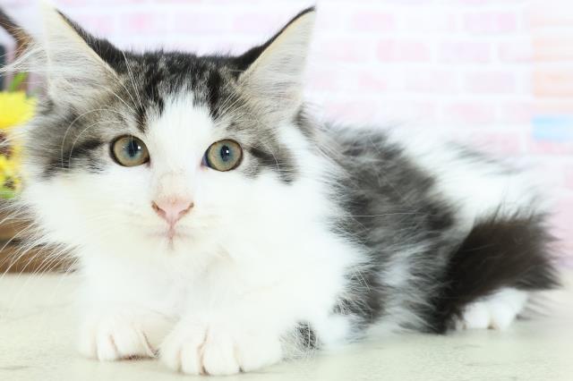 福岡県のメインクーン (Coo&RIKUゆめタウン飯塚店/2025年12月13日生まれ/女の子/ブラウンタビーホワイト)の子猫の3枚目の画像