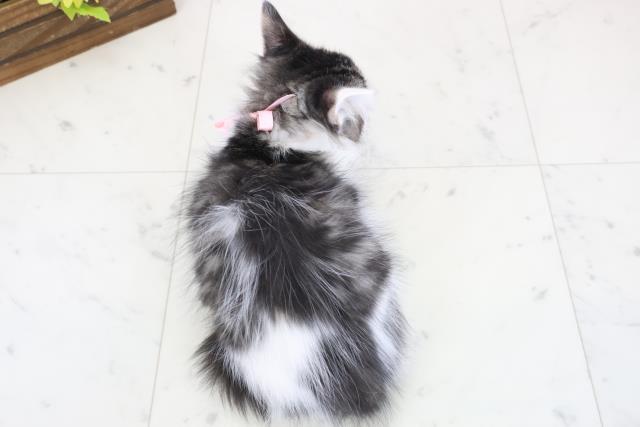 福岡県のメインクーン (Coo&RIKUゆめタウン飯塚店/2025年12月13日生まれ/女の子/ブラウンタビーホワイト)の子猫の4枚目の画像