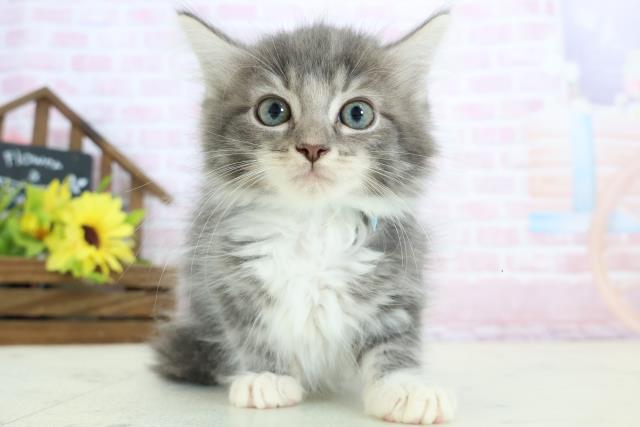 福島県のノルウェージャンフォレストキャット (Coo&RIKU会津若松店/2025年12月24日生まれ/男の子/ブルータビーホワイト)の子猫の1枚目の画像