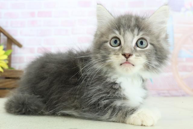 福島県のノルウェージャンフォレストキャット (Coo&RIKU会津若松店/2025年12月24日生まれ/男の子/ブルータビーホワイト)の子猫の2枚目の画像