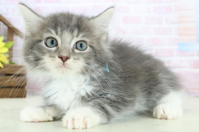 福島県のノルウェージャンフォレストキャット (Coo&RIKU会津若松店/2025年12月24日生まれ/男の子/ブルータビーホワイト)の子猫の3枚目の画像