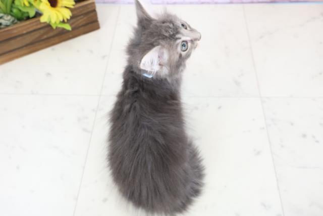 福島県のノルウェージャンフォレストキャット (Coo&RIKU会津若松店/2025年12月24日生まれ/男の子/ブルータビーホワイト)の子猫の4枚目の画像