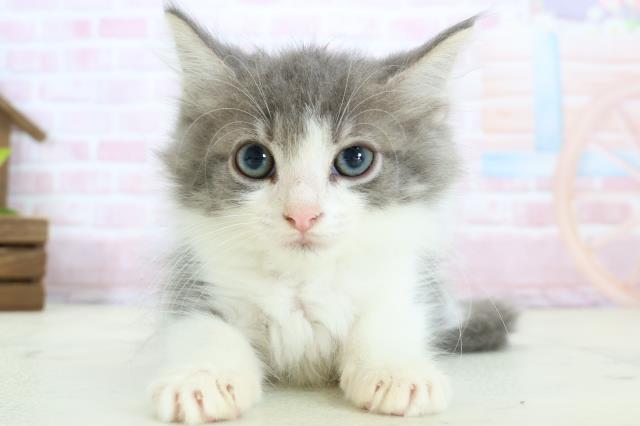 福島県のノルウェージャンフォレストキャット (Coo&RIKUいわき店/2025年12月24日生まれ/男の子/ブルータビーホワイト)の子猫の1枚目の画像