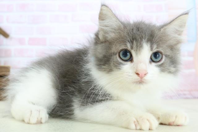 福島県のノルウェージャンフォレストキャット (Coo&RIKUいわき店/2025年12月24日生まれ/男の子/ブルータビーホワイト)の子猫の2枚目の画像