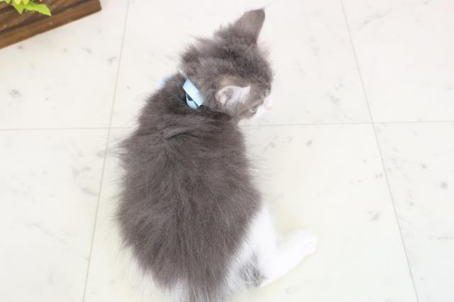 福島県のノルウェージャンフォレストキャット (Coo&RIKUいわき店/2025年12月24日生まれ/男の子/ブルータビーホワイト)の子猫の4枚目の画像