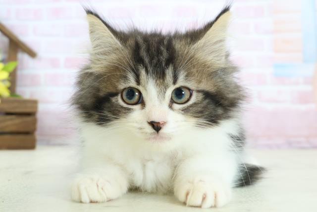 福島県のノルウェージャンフォレストキャット (Coo&RIKU郡山店/2025年12月24日生まれ/女の子/ブラウンタビーホワイト)の子猫の1枚目の画像