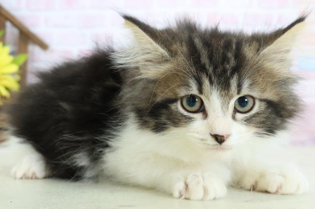 福島県のノルウェージャンフォレストキャット (Coo&RIKU郡山店/2025年12月24日生まれ/女の子/ブラウンタビーホワイト)の子猫の2枚目の画像