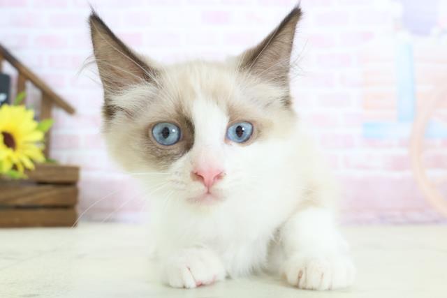 岩手県のラグドール (Coo&RIKU岩手盛岡店/2025年12月12日生まれ/女の子/シールポイントバイカラー)の子猫の1枚目の画像