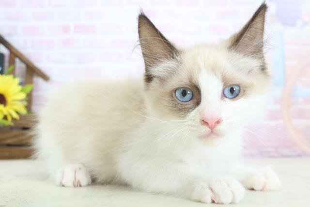 岩手県のラグドール (Coo&RIKU岩手盛岡店/2025年12月12日生まれ/女の子/シールポイントバイカラー)の子猫の2枚目の画像