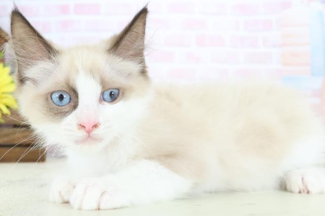 岩手県のラグドール (Coo&RIKU岩手盛岡店/2025年12月12日生まれ/女の子/シールポイントバイカラー)の子猫の3枚目の画像