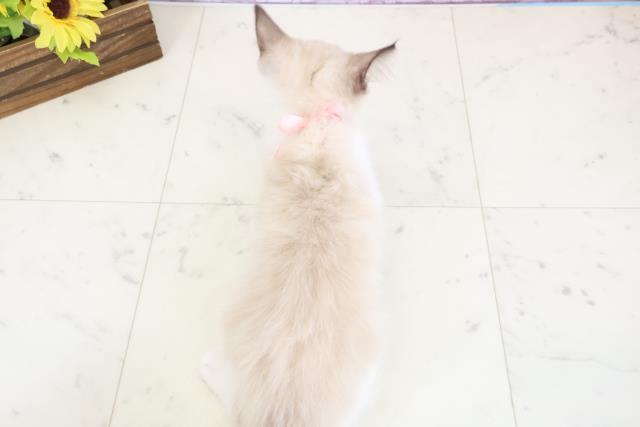 岩手県のラグドール (Coo&RIKU岩手盛岡店/2025年12月12日生まれ/女の子/シールポイントバイカラー)の子猫の4枚目の画像