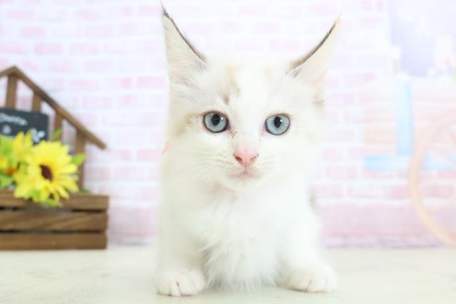 岡山県のラグドール (Coo&RIKU岡山店/2025年12月12日生まれ/女の子/シールポイントバイカラー)の子猫の1枚目の画像