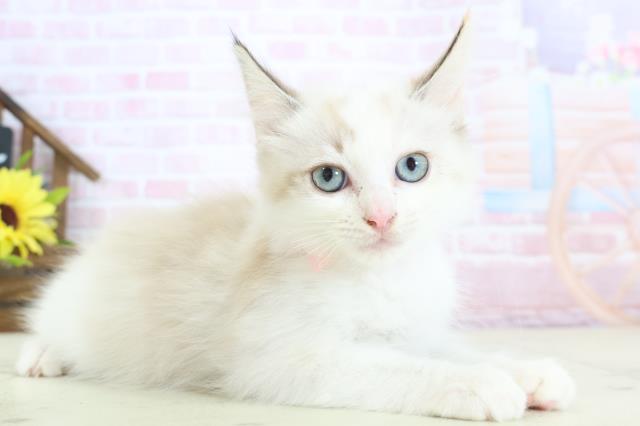 岡山県のラグドール (Coo&RIKU岡山店/2025年12月12日生まれ/女の子/シールポイントバイカラー)の子猫の2枚目の画像