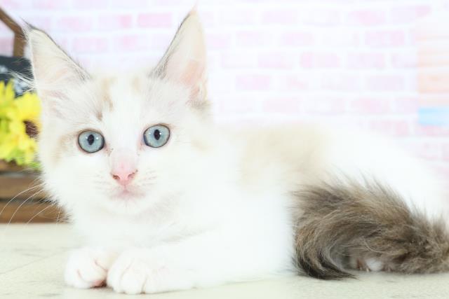 岡山県のラグドール (Coo&RIKU岡山店/2025年12月12日生まれ/女の子/シールポイントバイカラー)の子猫の3枚目の画像