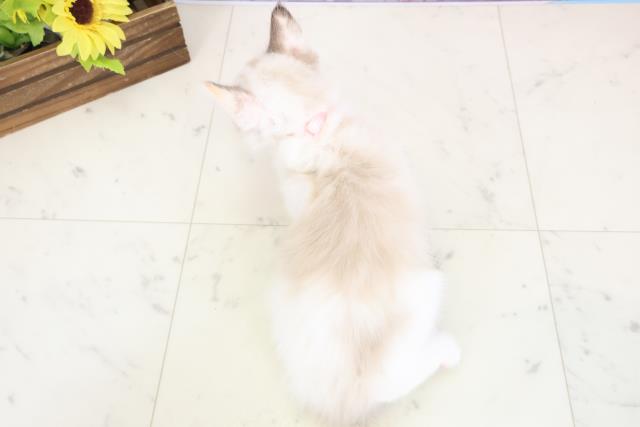 岡山県のラグドール (Coo&RIKU岡山店/2025年12月12日生まれ/女の子/シールポイントバイカラー)の子猫の4枚目の画像