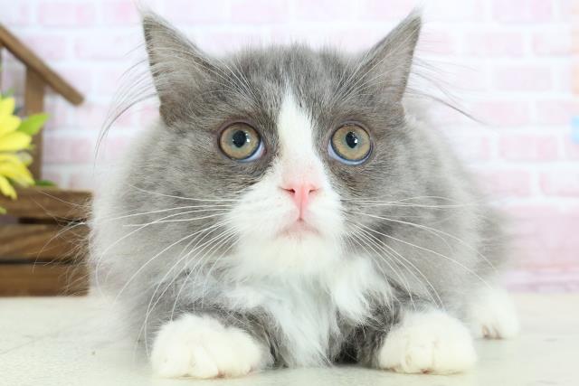 広島県のマンチカン (Coo&RIKU広島北店/2025年11月9日生まれ/男の子/ブルーホワイト)の子猫の1枚目の画像