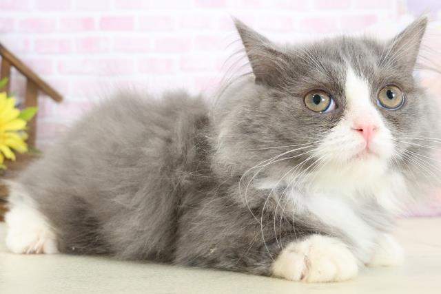 広島県のマンチカン (Coo&RIKU広島北店/2025年11月9日生まれ/男の子/ブルーホワイト)の子猫の2枚目の画像