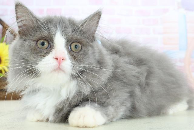 広島県のマンチカン (Coo&RIKU広島北店/2025年11月9日生まれ/男の子/ブルーホワイト)の子猫の3枚目の画像